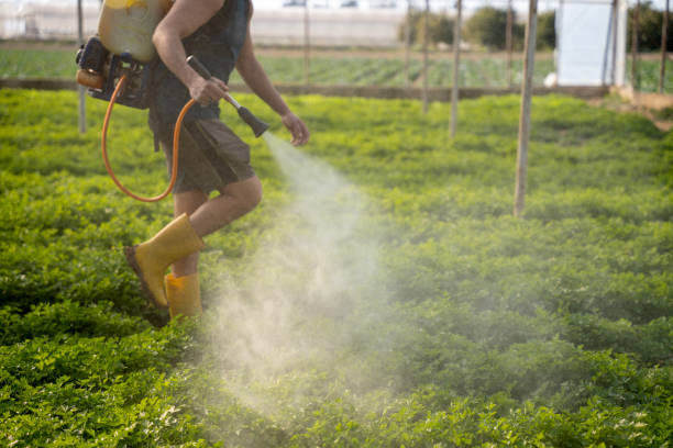 Best Wasp Removal Services  in Oberlin, LA