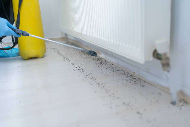 Best Wasp Removal Services  in Oberlin, LA