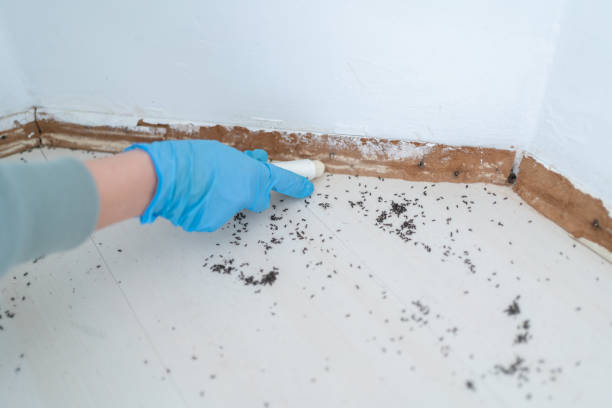 Best Mosquito Control Services  in Oberlin, LA